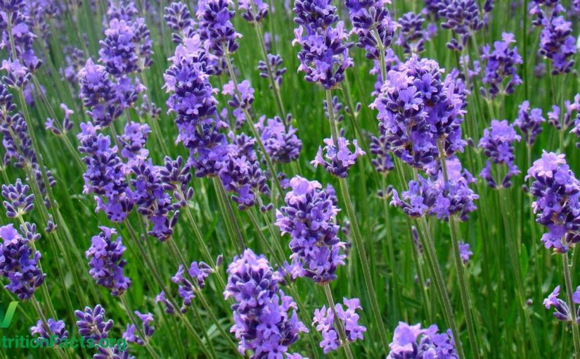 Lavender for Generalized Anxiety Disorder
