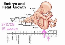 Fetal Development Week 15 (Pregnancy Health Guru)