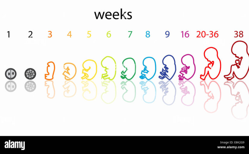 Fetal Development Week 10 (Pregnancy Health Guru)