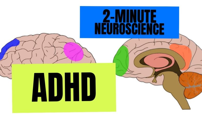 2-Minute Neuroscience: ADHD