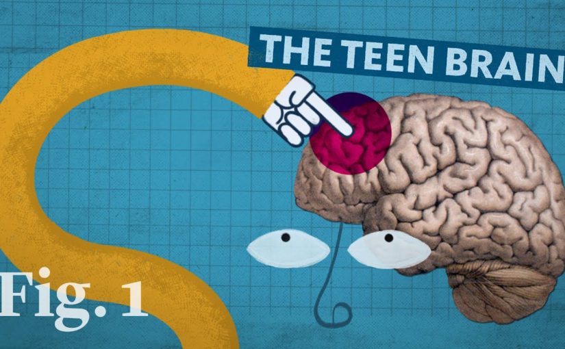 Why the teenage brain has an evolutionary advantage