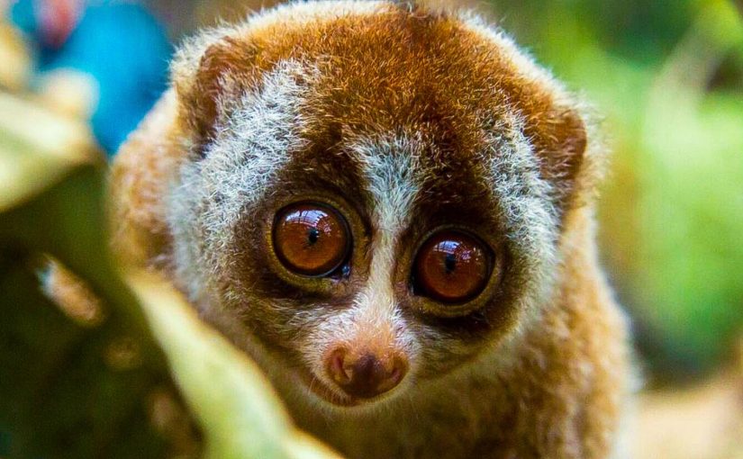 Top 10 Adorable Animals That Can Straight-Up KILL You