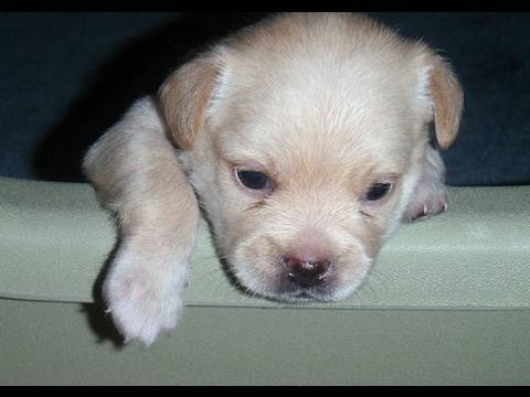 PUPPIES: 16 Days Old