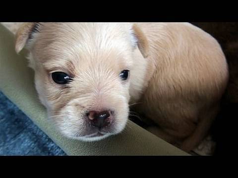 PUPPIES: 10 Days Old