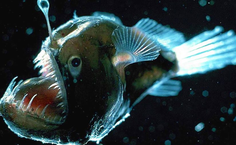 Top 10 Scariest Fish