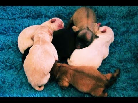 CUTE NEWBORN PUPPIES !!!