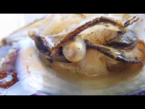 Food Fact: Oysters (Diet & Fitness Guru)