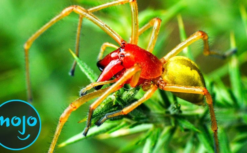 Top 10 Most Venomous Spiders On Earth