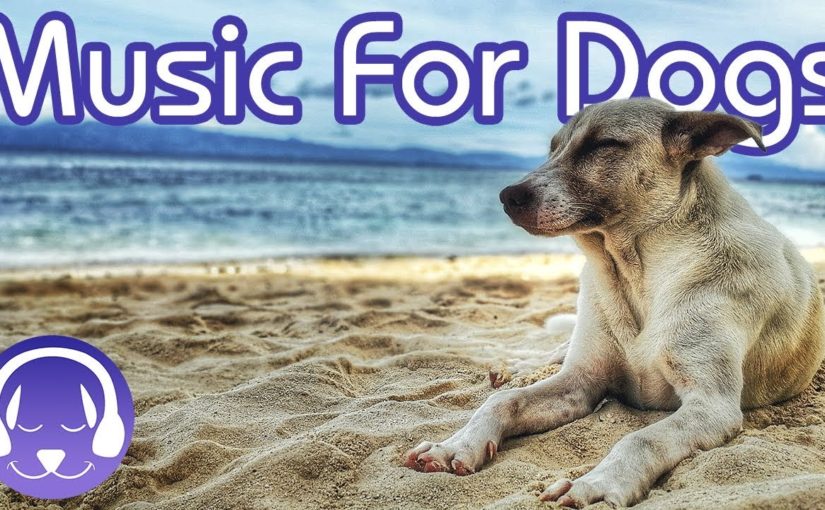 [LIVE] Dog Music🎵Relaxation Music to Calm Your Dog🐶🎵Separation Anxiety Relief Music💖Dog Sleep🔴1-1