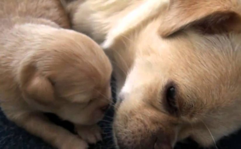 10 DAY OLD PUPS *Oh So Cute